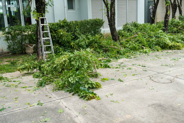 Best Seasonal Cleanup (Spring/Fall)  in Oak Ridge North, TX